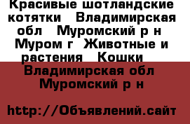 Красивые шотландские котятки - Владимирская обл., Муромский р-н, Муром г. Животные и растения » Кошки   . Владимирская обл.,Муромский р-н